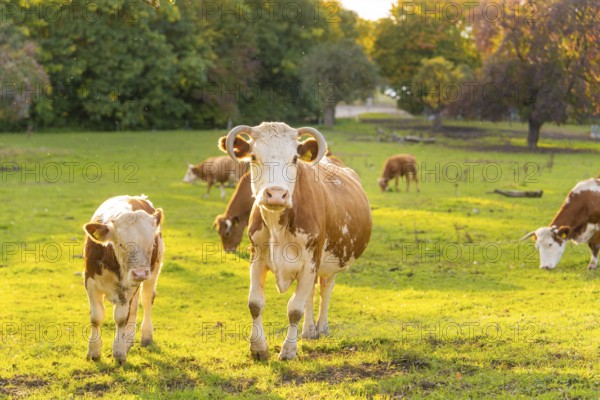 Cows on a green meadow at sunset in a rural setting, Überlingen, Lake Constance, Germany