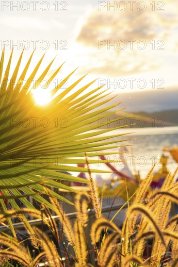 Relaxing scene with palm trees in front of a sunny lake, Überlingen, Lake Constance, Germany