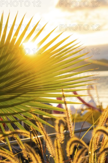 Sunbeams through palm leaves create a peaceful atmosphere, Überlingen, Lake Constance, Germany