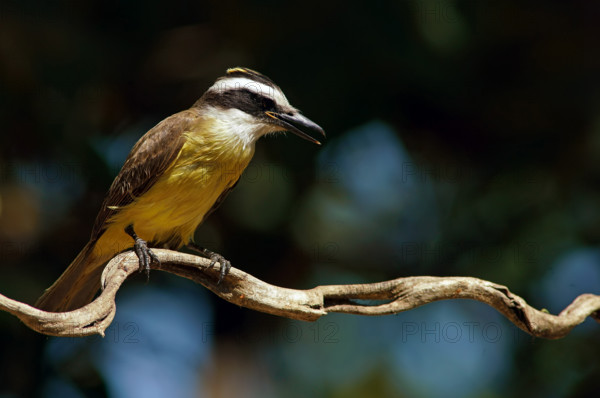Sulphur-masked tyrant (Pitangus sulphuratus), Pantanal, Brazil, South America