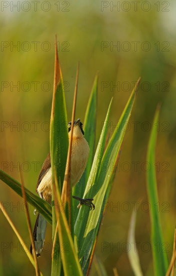 Reed Thrasher (Donacobius atricapilla), Pantanal, Brazil, South America