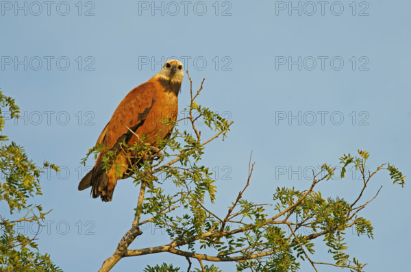 Fish Buzzard (Busarellus nigricollis), Pantanal, inland, wetland, UNESCO Biosphere Reserve, World Heritage Site, wetland biotope, Mato Grosso, Brazil, South America
