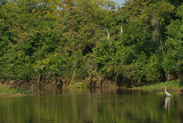 Cocoi Heron (Ardea cocoi), Pantanal, Brazil, South America