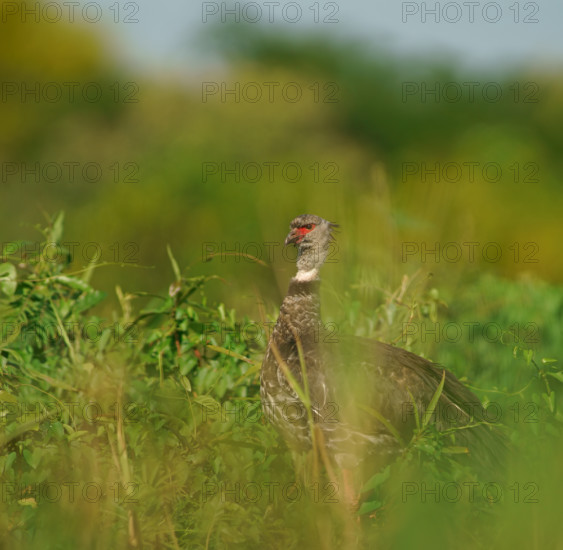 Collared Weirbird (Chauna torquata), Pantanal, Brazil, South America