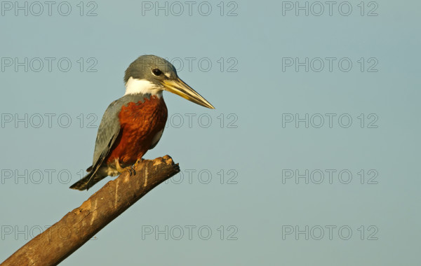 Red-breasted Kingfisher (Megaceryle torquata), Pantanal, Brazil, South America