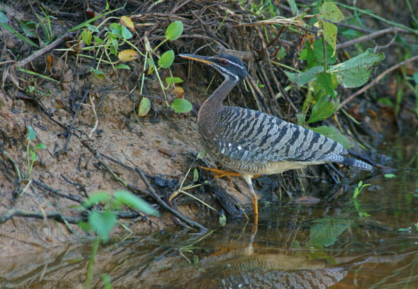 Sun rail (Eurypyga helias) Pantanal Brazil