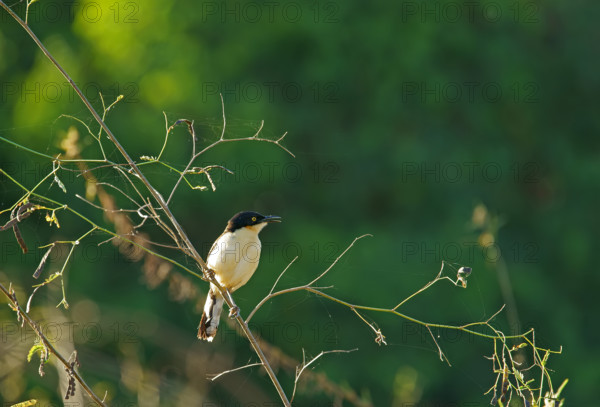 Reed Thrasher (Donacobius atricapilla), Pantanal, Brazil, South America