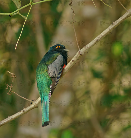 Blue-crowned Trogon (Trogon curucui), male, Pantanal, Brazil, South America