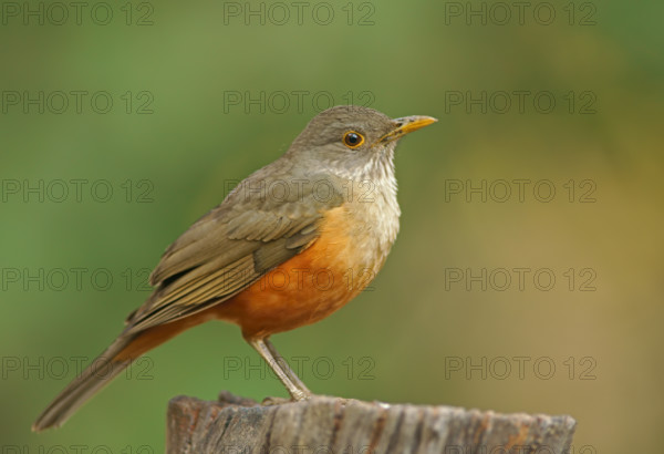 Red-bellied thrush (Turdus rufiventris), Pantanal, Brazil, South America