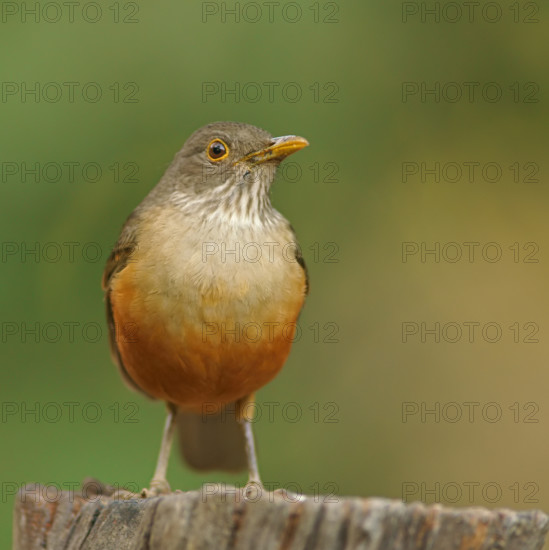 Red-bellied thrush (Turdus rufiventris), Pantanal, Brazil, South America