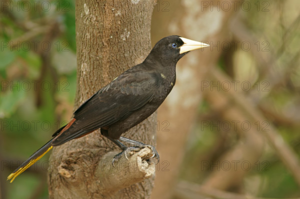 Crow-fronted bird (Psarocolius decumanus), on branch, Pantanal, Brazil, South America