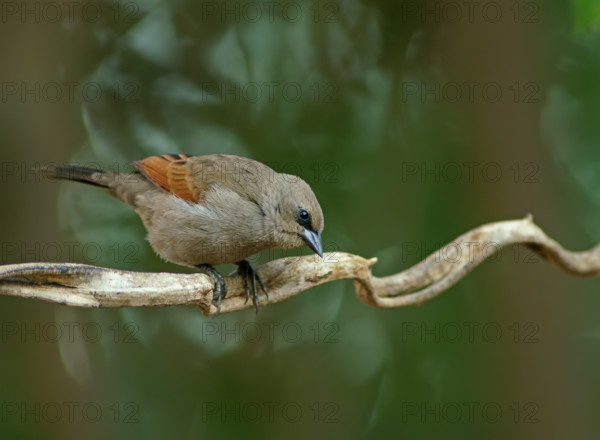 Grey Cowbird (Agelaioides badius), Pantanal, Brazil, South America