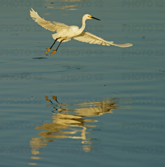 Little Egret (Egretta garzetta) Pantanal State of Mato Grosso Do Sul, Brazil, South America