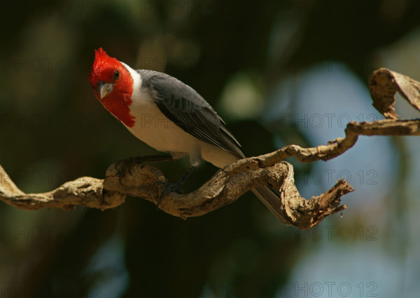 Grey Cardinal (Paroaria coronata), Pantanal State of Mato Grosso Do Sul, Brazil, South America
