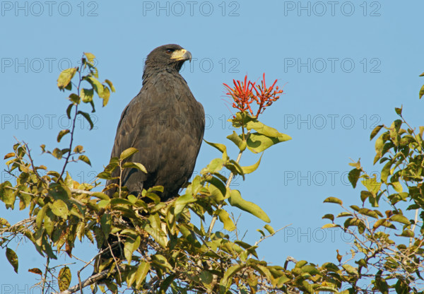 Black buzzard (Buteogallus urubutinga) Pantanal Brazil