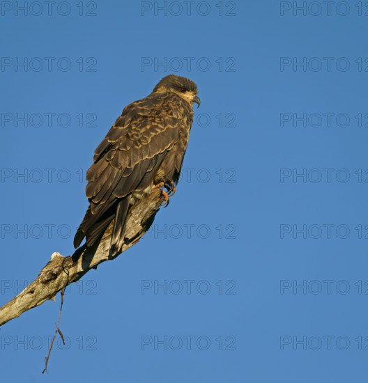 Snail kite (Rostrhamus sociabilis), Pantanal, Brazil, South America