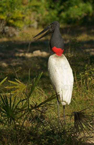 Jabiru (Jabiru mycteria), Pantanal, Brazil, South America