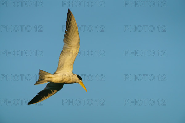 Large-billed Tern (Phaetusa simplex), flying, Pantanal, Brazil, South America