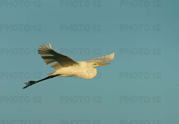 Great White Egret (Casmerodius albus), flying, Pantanal, Brazil, South America