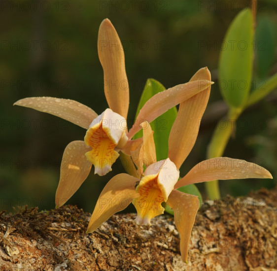 Wild orchid Atlantic rainforest, Brazil