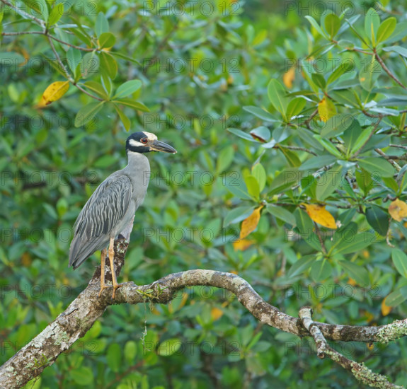 Crab Heron (Nycticorax violaca), Mata Atlantica, Brazil, South America