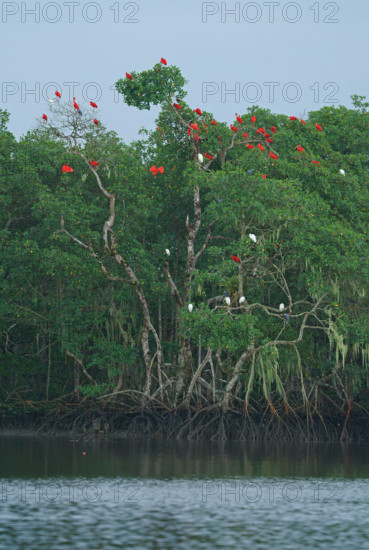 Scarlet Ibis (Eudocimus ruber), Mata Atlantica, Brazil, South America