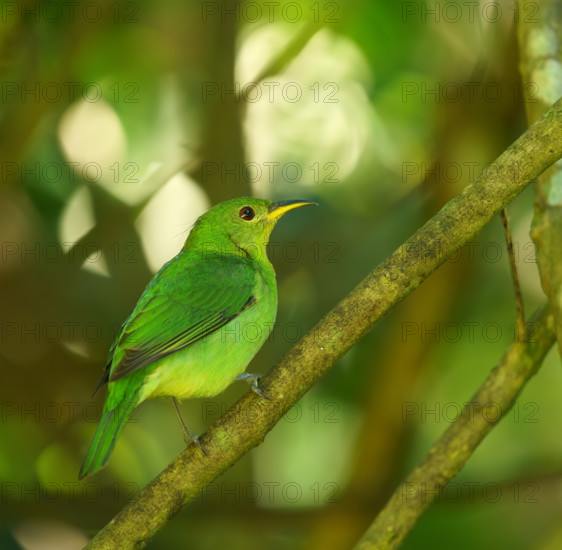 Caped Sunbird (Chlorophanes spiza), female, Atlantic Rainforest, Brazil