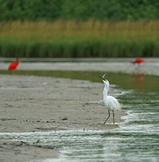 Great White Egret (Egretta thula), Mata Atlantica, Brazil, South America