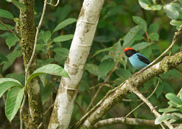 Blue-breasted manakin (Chiroxiphia caudata), Atlantic rainforest, Brazil