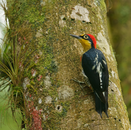 Golden-masked Woodpecker (Melanerpes flavifrons) male, Atlantic Rainforest, Brazil, South America