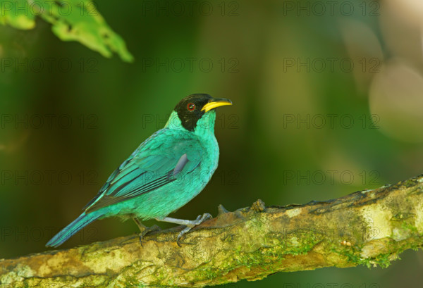 Caped Sunbird (Chlorophanes spiza), male, Atlantic Rainforest, Brazil
