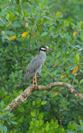 Crab Heron (Nycticorax violaca), Mata Atlantica, Brazil, South America