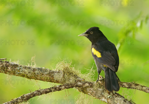 Golden-shouldered cacique (Cacicus chrysopterus) Atlantic rainforest, Brazil