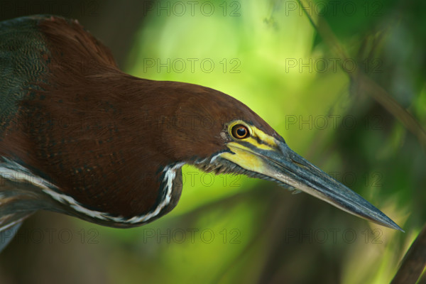 Marbled heron (Tigrisoma lineatum), Pantanal, Brazil, South America
