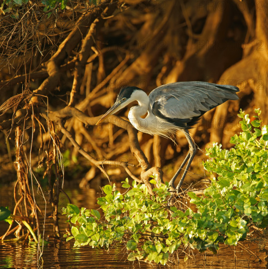 Cocoi Heron (Ardea cocoi), Pantanal, Brazil, South America