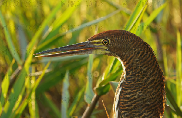 Marbled heron (Tigrisoma lineatum) juvenile, Pantanal, Brazil, South America