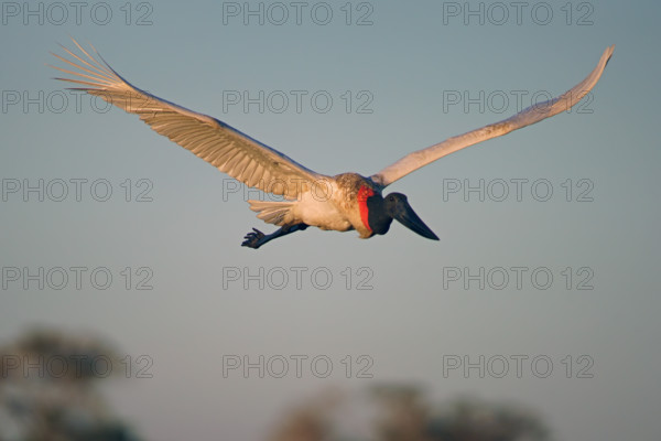 Jabiru (Jabiru mycteria), Pantanal, Brazil, South America