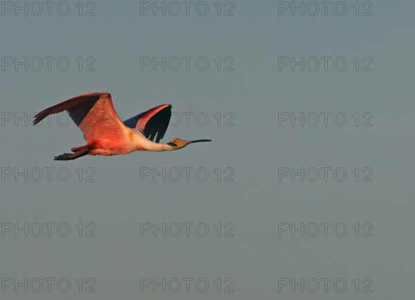 Roseate spoonbill (Ajaia ajaja) Pantanal Brazil