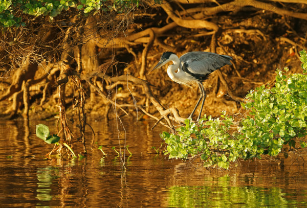 Cocoi Heron (Ardea cocoi), Pantanal, Brazil, South America