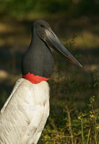 Jabiru (Jabiru mycteria), Pantanal, Brazil, South America