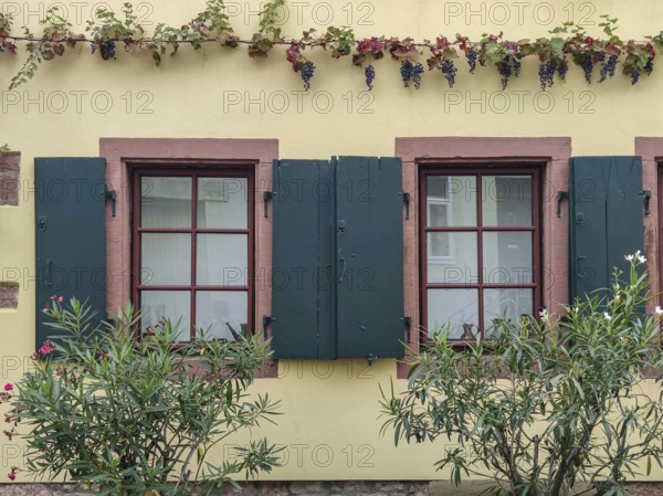 House facade with windows and red grapevine, Southern Palatinate, Palatinate, Rhineland-Palatinate, Germany