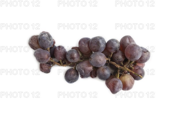 Bunches of rotten and Dry Red wine grapes isolated on white background, harvest, decay. Top view, flat lay, close up