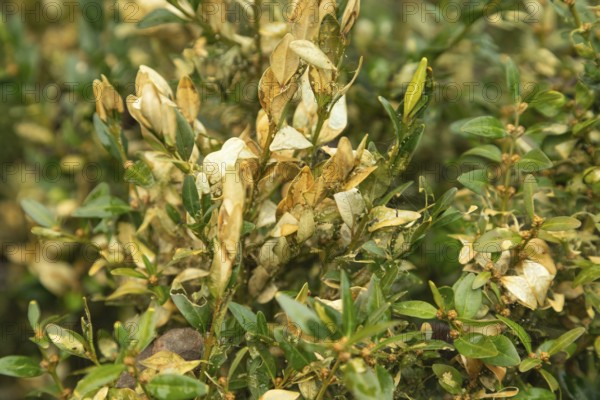 Boxwood bush, Buxus sempervirens, infested with Box tree moth, Cydalima perspectalis, caterpillars, feeding, pest