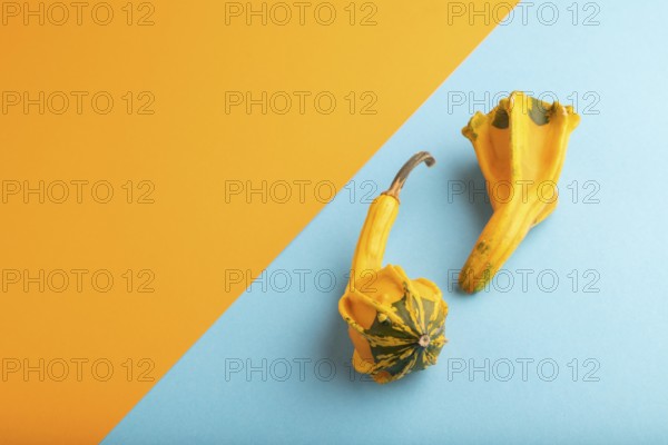 Two decorative orange Pumpkins on blue and orange pastel paper background, side view, copy space, minimalism