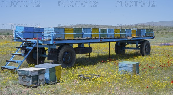 A trailer full of colourful beehives stands in a meadow full of flowers, beekeeper, near Karakert, Armavir province, Armenia