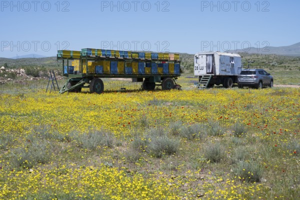 A trailer with beehives and a car stands in a yellow flower meadow under a blue sky, beekeeper, near Karakert, Armavir province, Armenia