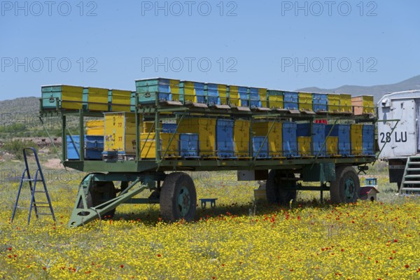 A trailer full of beehives stands in the middle of a blooming flower meadow under a clear sky, beekeeper, near Karakert, Armavir province, Armenia