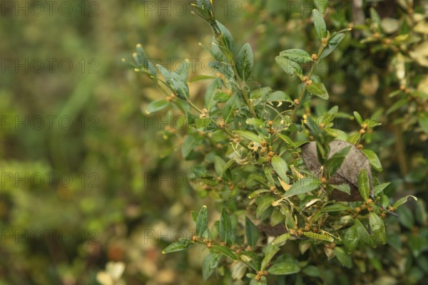 Boxwood bush, Buxus sempervirens, infested with Box tree moth, Cydalima perspectalis, caterpillars, feeding, pest