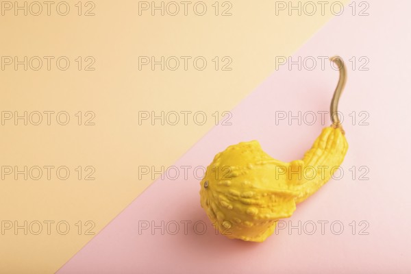 Decorative orange Pumpkin on pink and orange pastel paper background, side view, copy space, minimalism