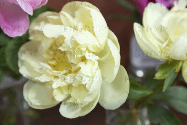 Beautiful yellow white peony Seidls Super flower. Closeup. Blurred background, selective focus